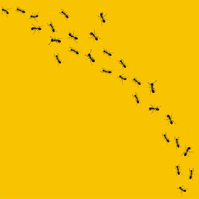 bugs on a trip