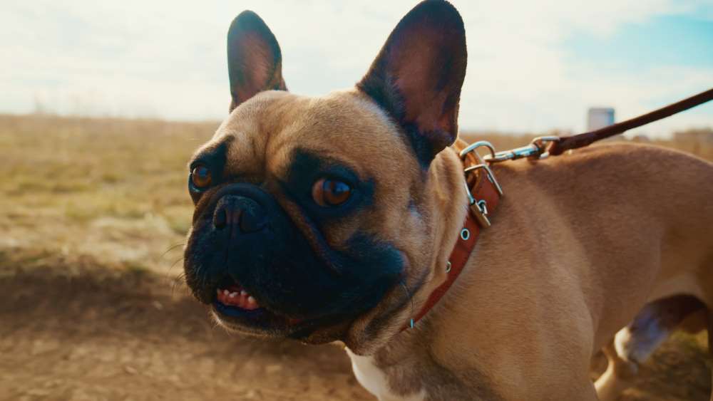 calming collar for dogs