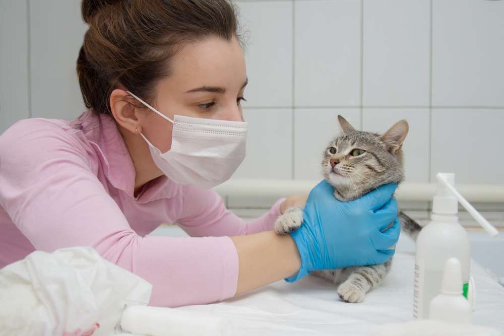 cat care tips