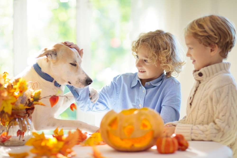 tips on choosing a dog for kids