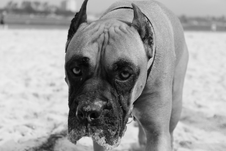 Dog at the beach