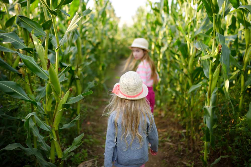 Building A Corn Maze On Your Farm