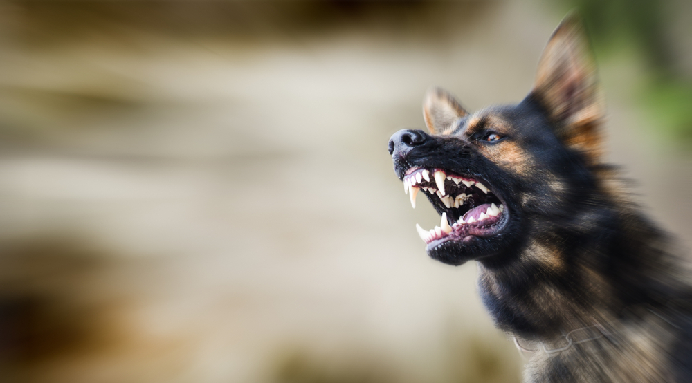 owner aggression in dogs