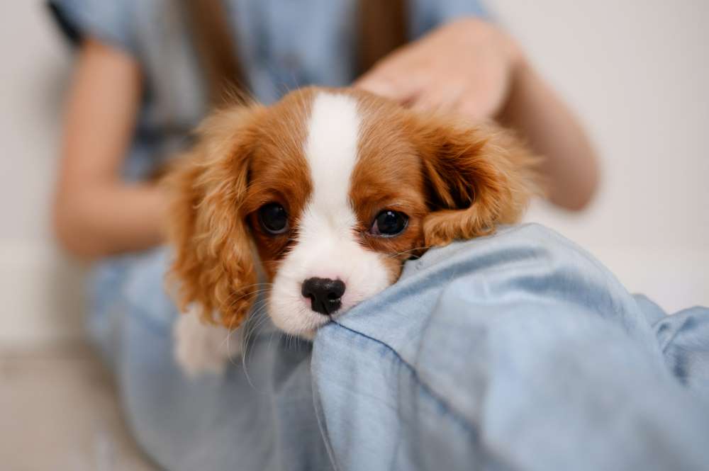 Seriously Ill pet