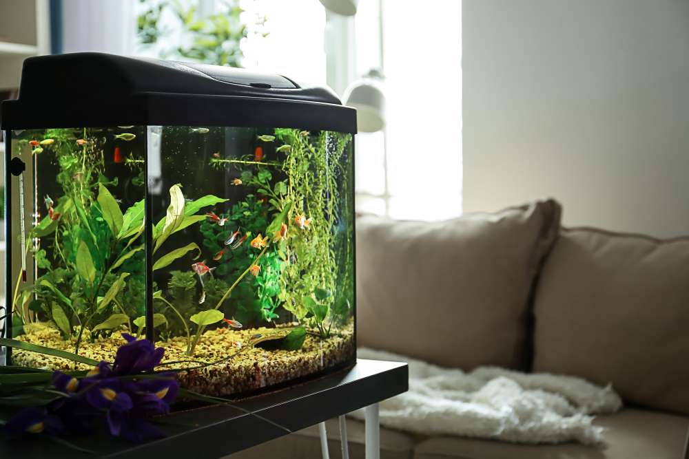 fish tank