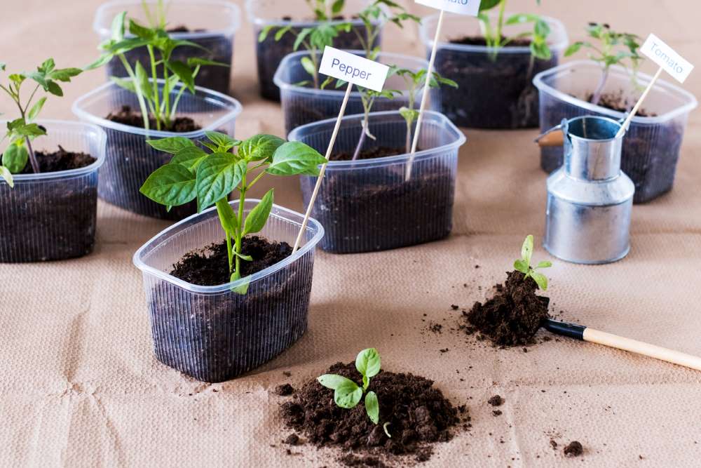 indoor garden plants