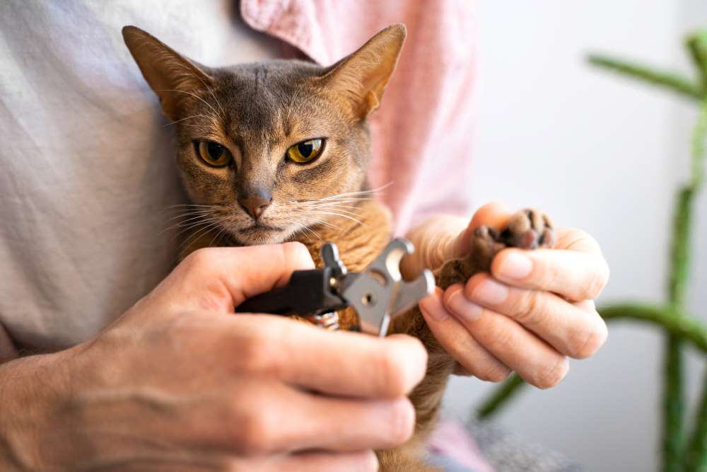 father cutting cats nails