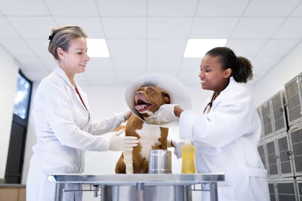 How Do Preexisting Conditions Factor Into Pet Insurance? Kids in the House