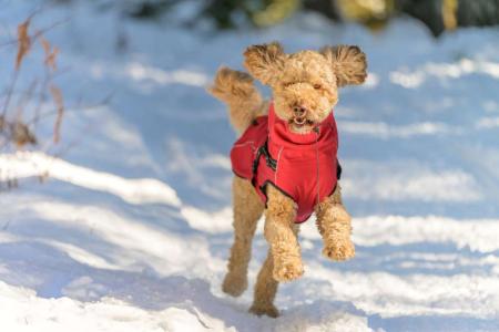 dog winter jacket