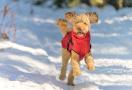 dog winter jacket