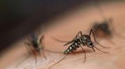 mosquitoes