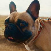 calming collar for dogs