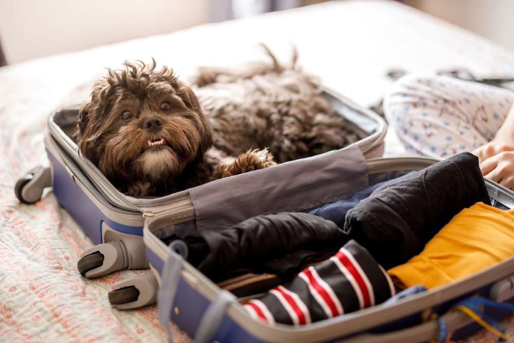 travel with pets